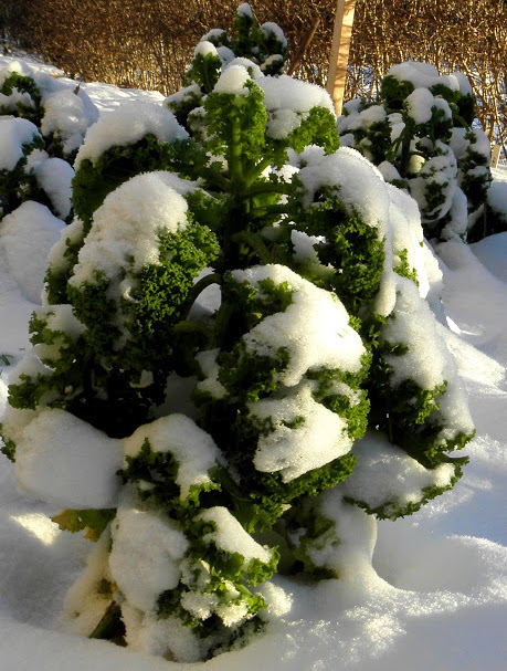 Grönkål under snön hos Farbror Grön
