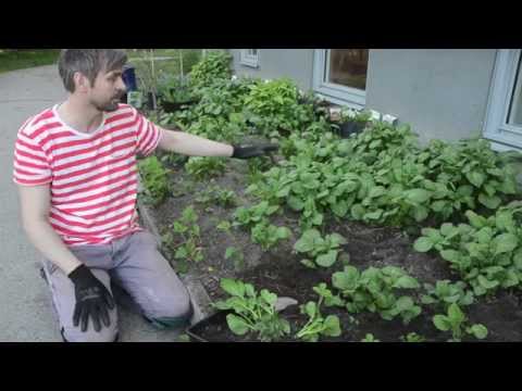 Kvarglömda potatisar börjar gro i odlingen