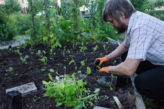 Johannes Wätterbäck planterar ut kål Farbror Grön
