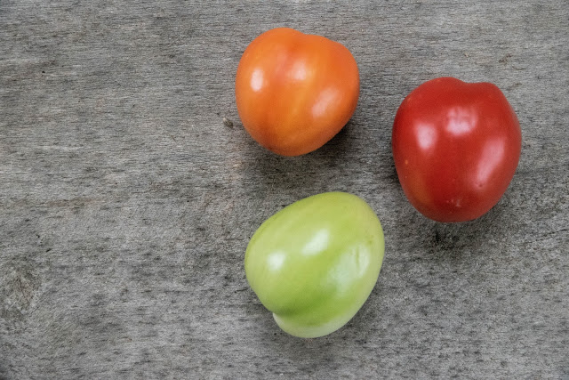 Tomat i tre mognadsfaser Farbror Grön