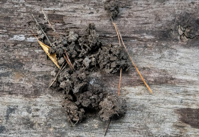 Maskbajs – det bruna guldet i din trädgård