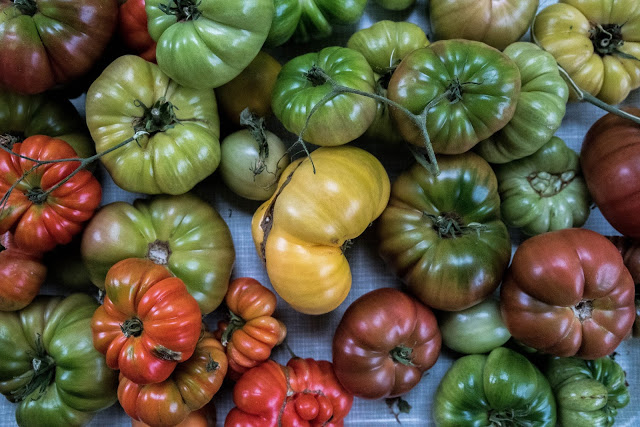 Tomater i olika färger Farbror Grön