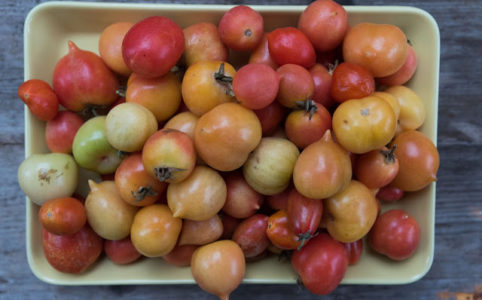 lagrade tomater december