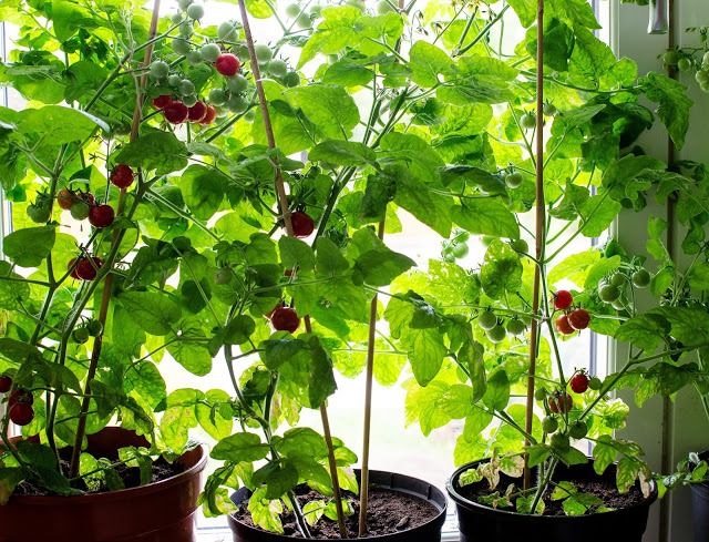 Odla tomater inomhus utan belysning – en introduktion