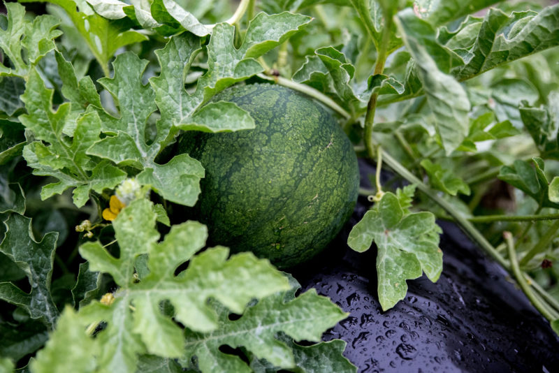 Odla melon – från sådd till skörd