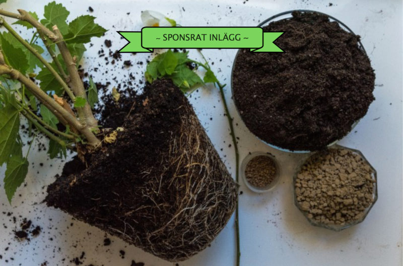 Plantera om krukväxterna med lera i jorden