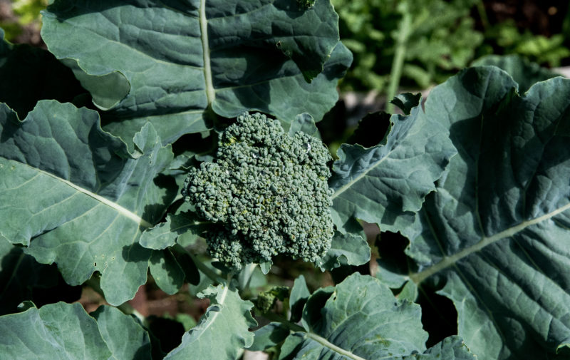 Broccoli – tidig och sen skörd från samma planta
