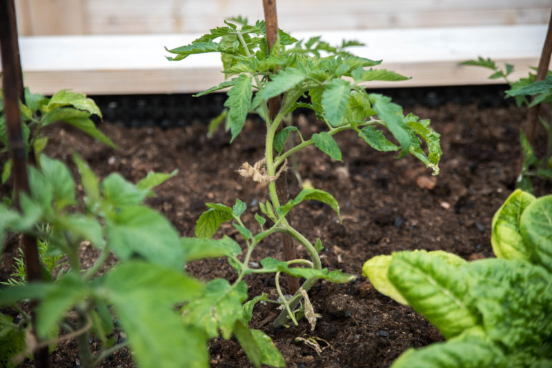 Binda upp tomater – så här gör vi