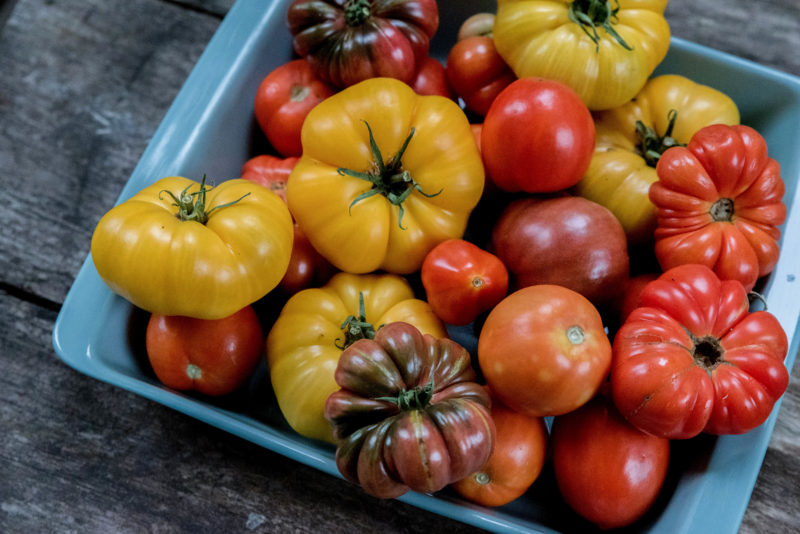 Odla tomat – tidig eller stor skörd