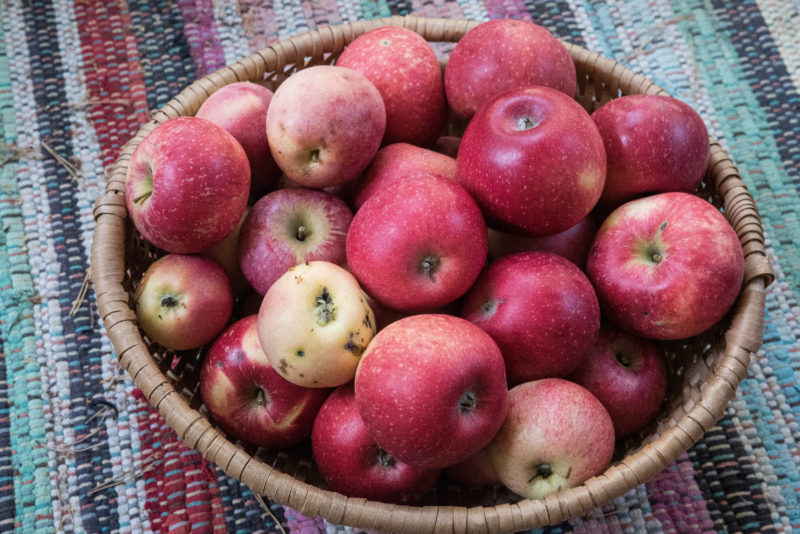 Lagra äpplen – så håller de länge