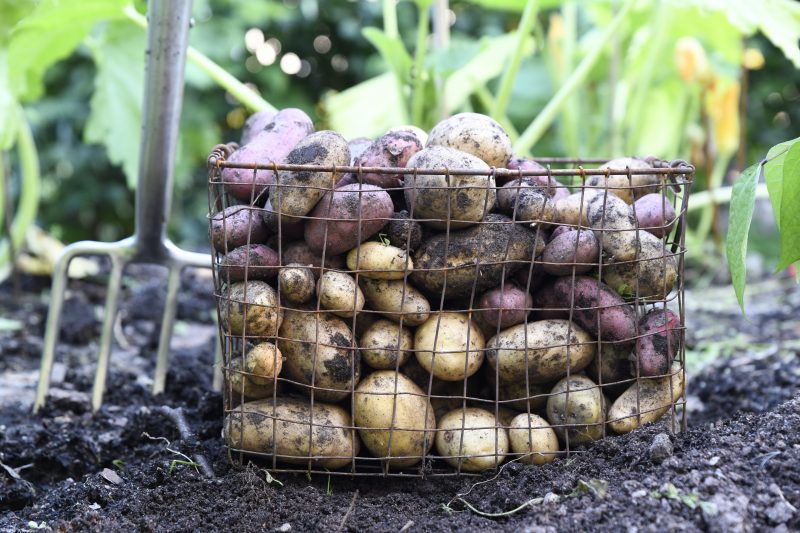 Fyra sätt att skapa potatisplantor