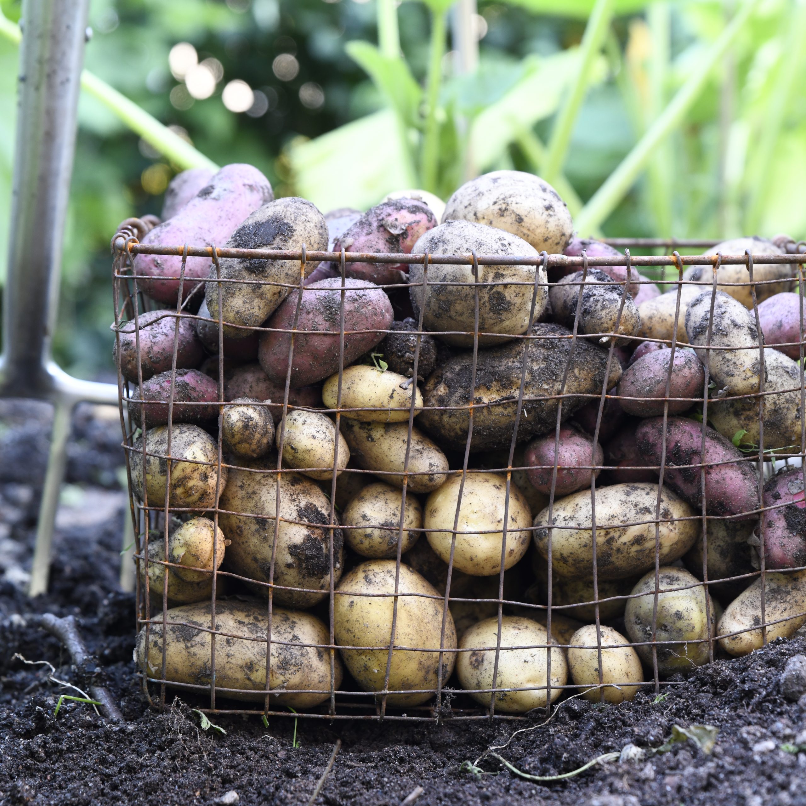Fyra sätt att skapa potatisplantor