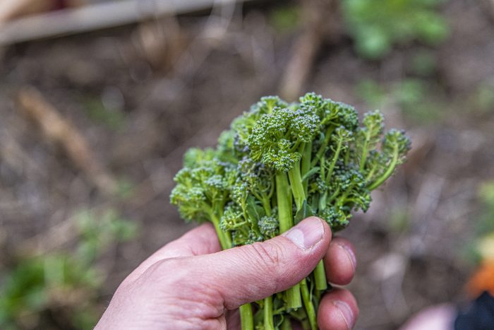 Broccoli i april