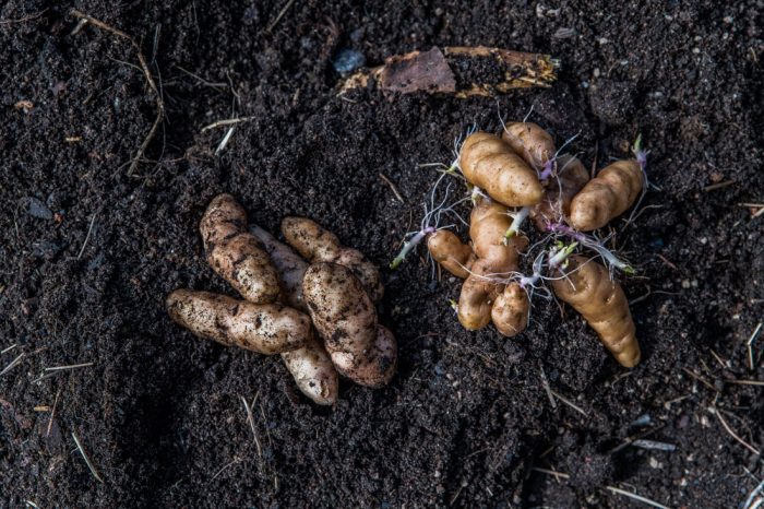 Övervintrad potatis i april