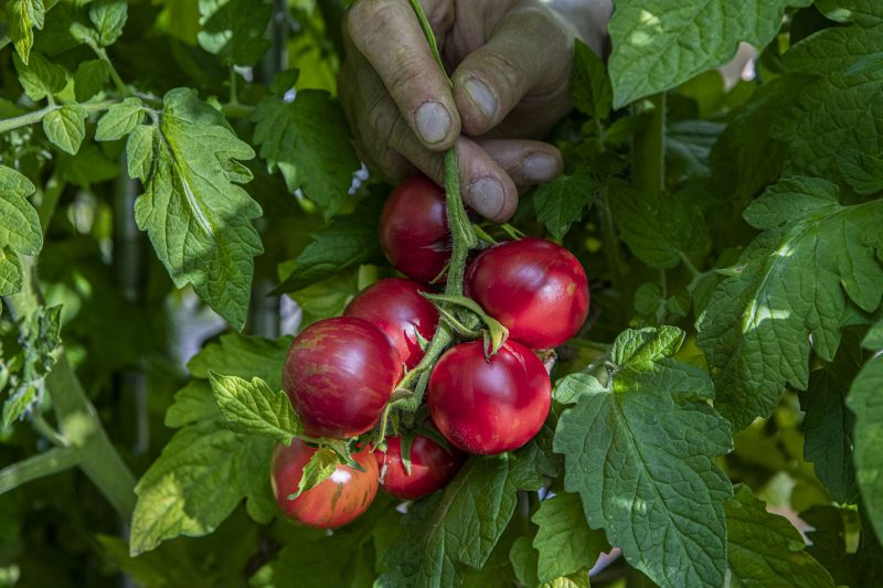 Farbror Grön erbjuder webbinarier om tomatodling i februari