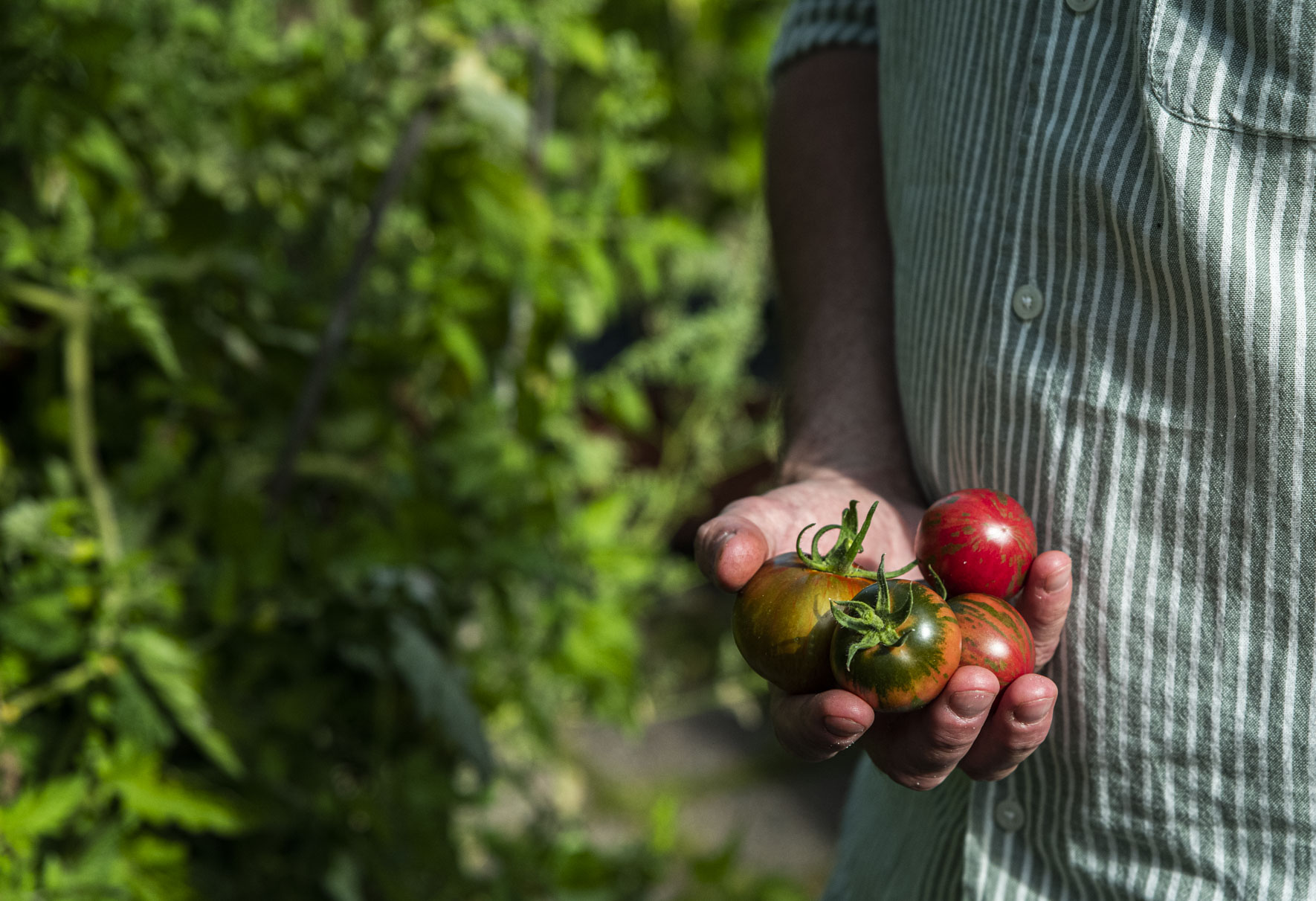 Spara favoriterna till nästa år – ta egna tomatfrön och sticklingar
