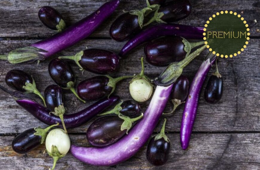 Odla aubergine – från sådd till skörd