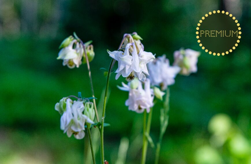 Akleja – en älskad blomma i många varianter