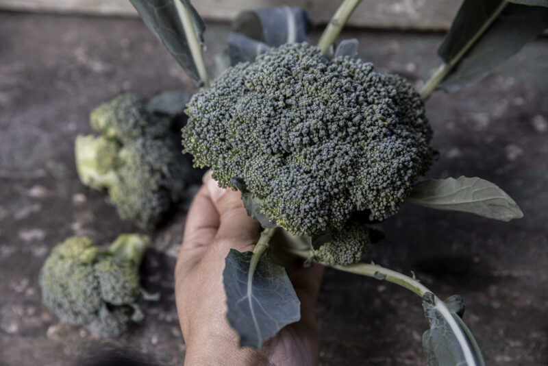 Så skördar du broccoli