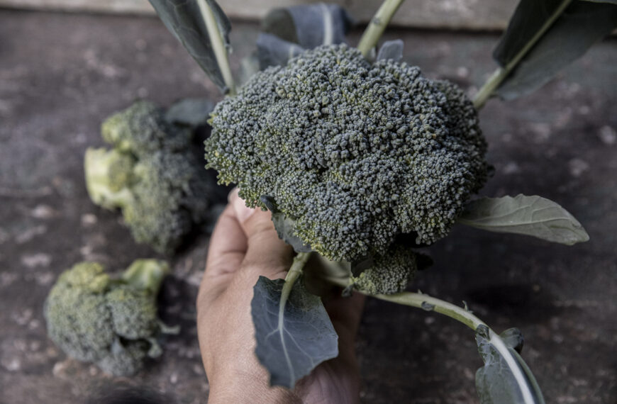 Så skördar du broccoli