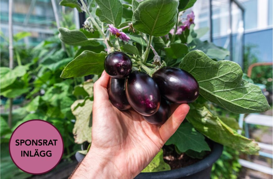 Dags att så aubergine – två favoriter och en ny