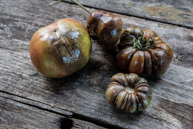 Se upp för potatisbladmögel som angriper potatis och tomat