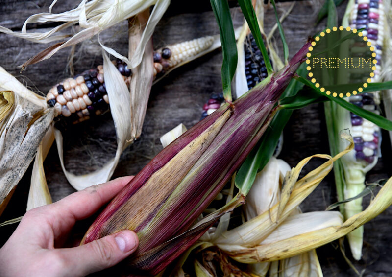 Odla majs – från sådd till skörd