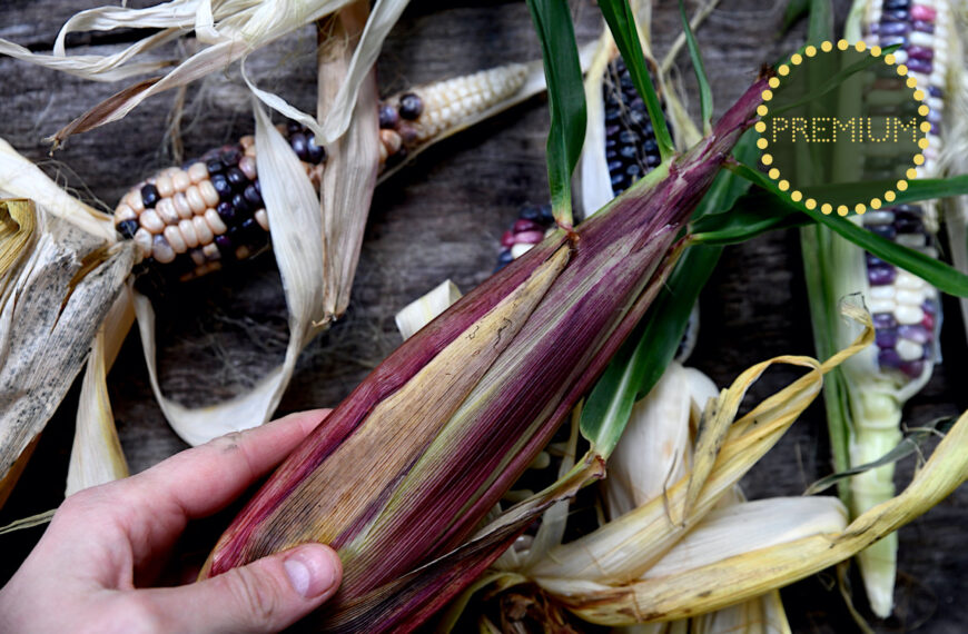Odla majs – från sådd till skörd