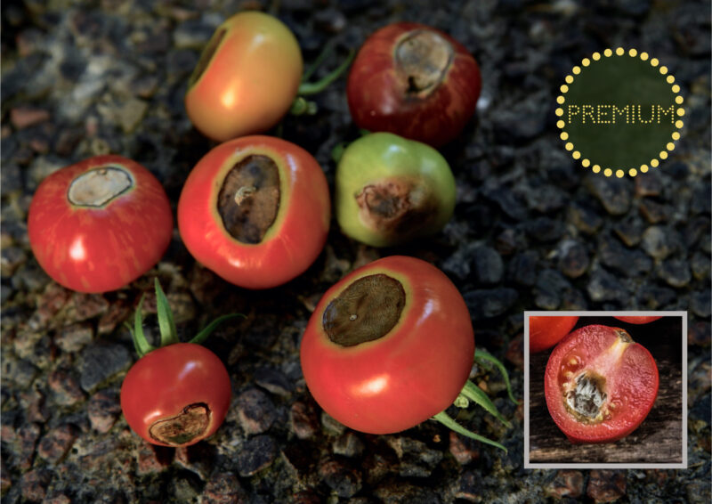 Pistillröta på tomater – troliga orsaker och förslag på åtgärder