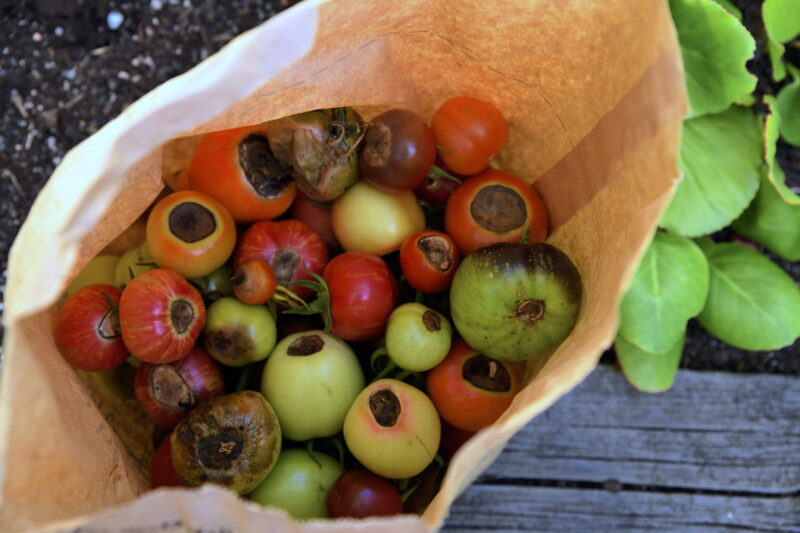 Pistillröta på tomater – troliga orsaker och förslag på åtgärder