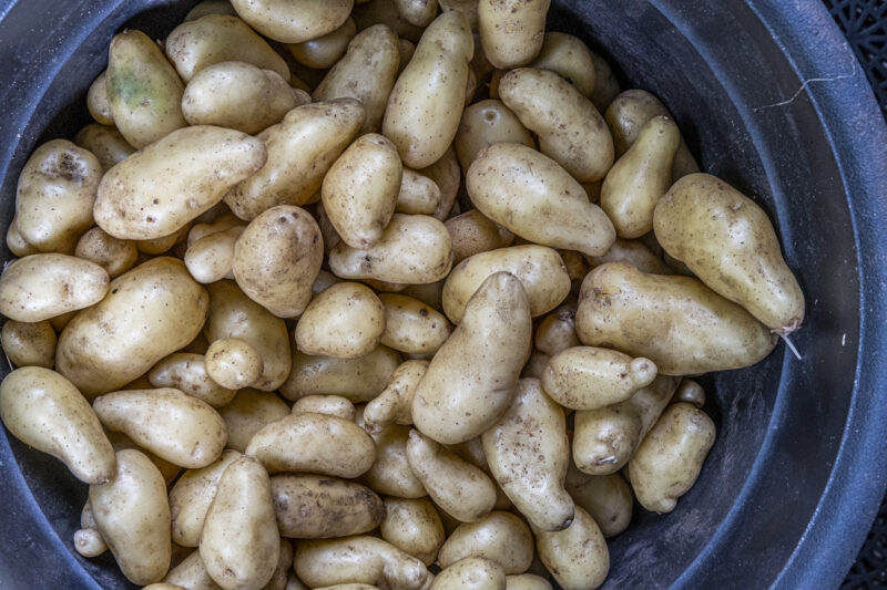 Potatisskörd – Vilken sort ger mest avkastning ?