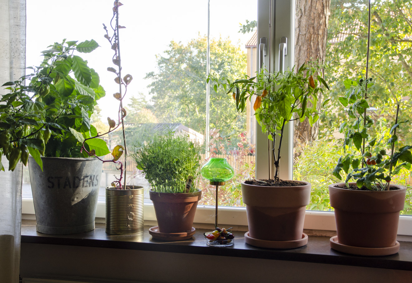 Ärtskott och andra ätbara växter i vårt fönster