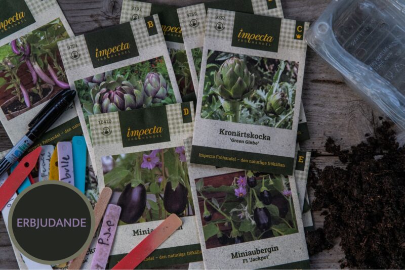 Kronärtskockor och aubergine – två växter vi sår inomhus januari