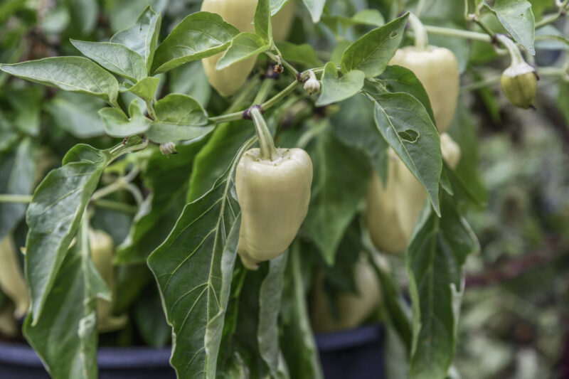 Ta in paprika- och chiliplantorna och skörda fram till jul