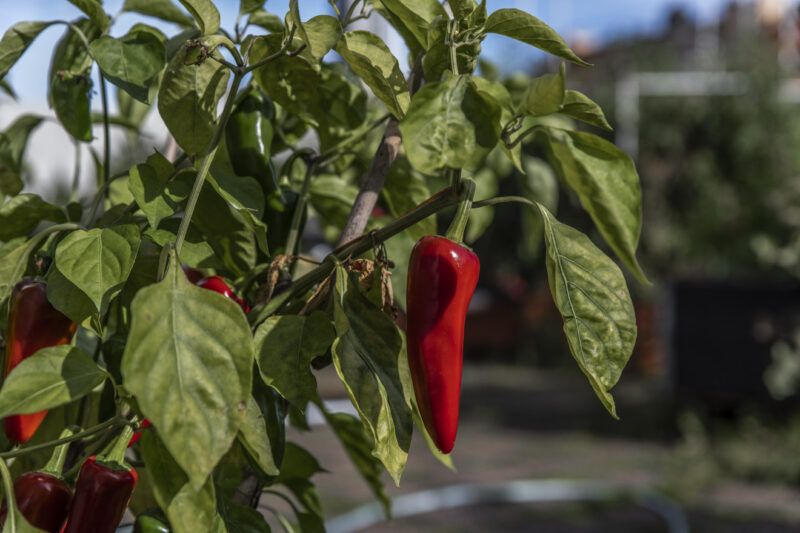 Chili och paprika – dags att komma igång