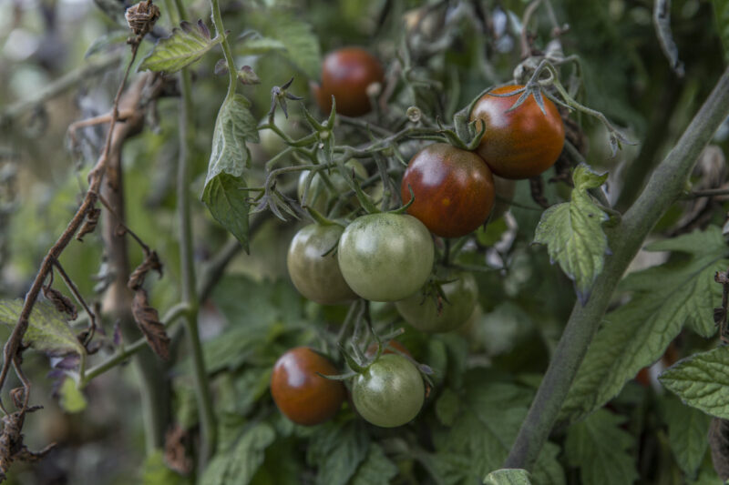Varför får mina tomater så få frukter?