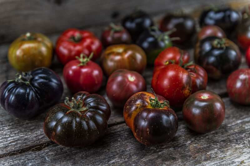 Tomatsorter – vad ska man välja och varför?