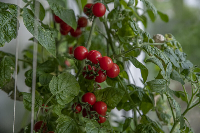 Odla tomater inomhus utan belysning – hur man går tillväga