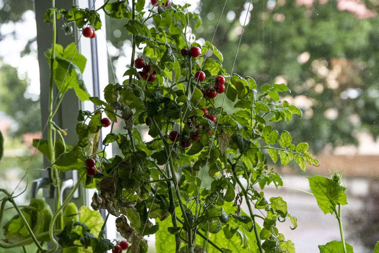 Odla tomater inomhus i fönster