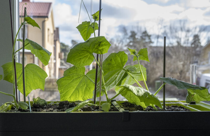 Odla gurka inomhus med solens strålar