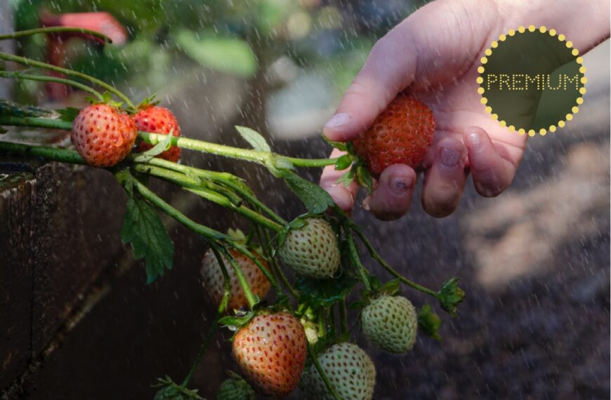Odla jordgubbar – från sådd till skörd