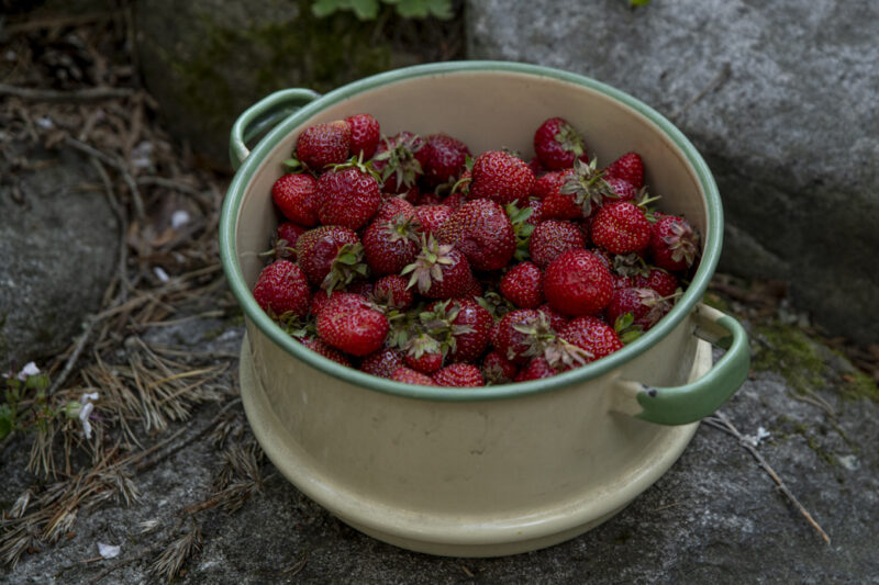 Odla jordgubbar – från sådd till skörd