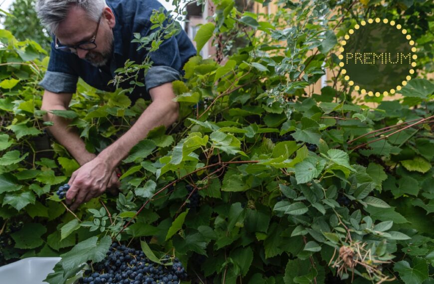Vindruvan Zilga – så odlar och förökar jag den