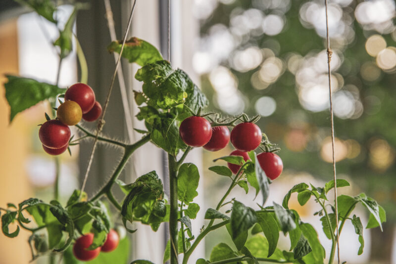 Odla egna tomater inomhus – steg för steg