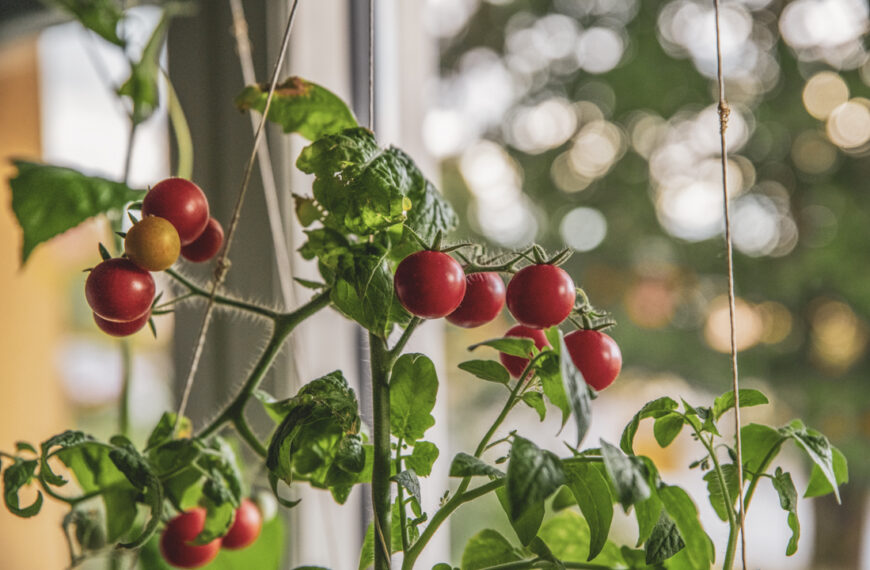 Odla egna tomater inomhus – steg för steg