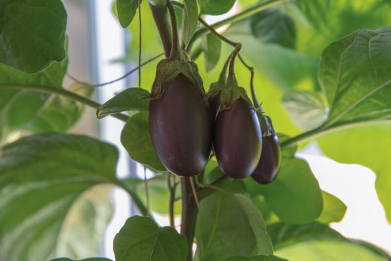 Odla egen aubergine inomhus – steg för steg