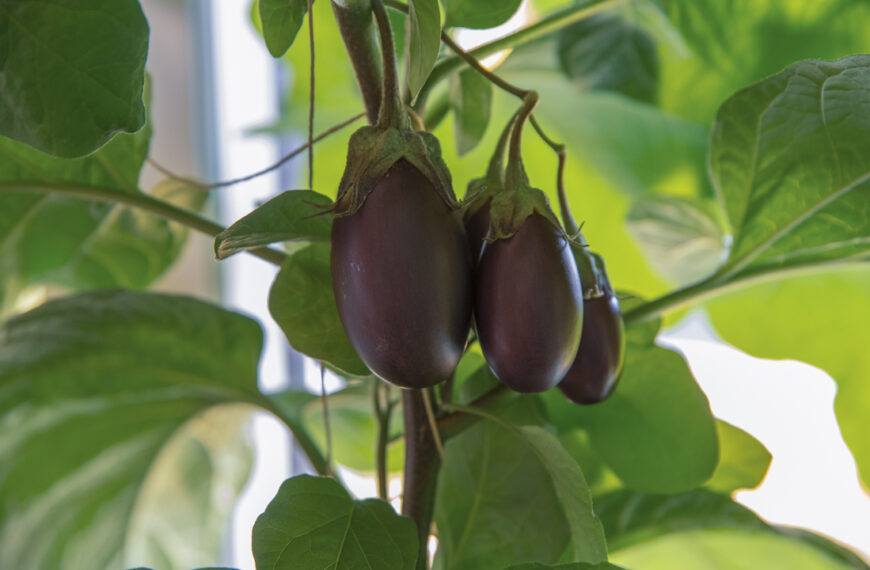 Odla egen aubergine inomhus – steg för steg