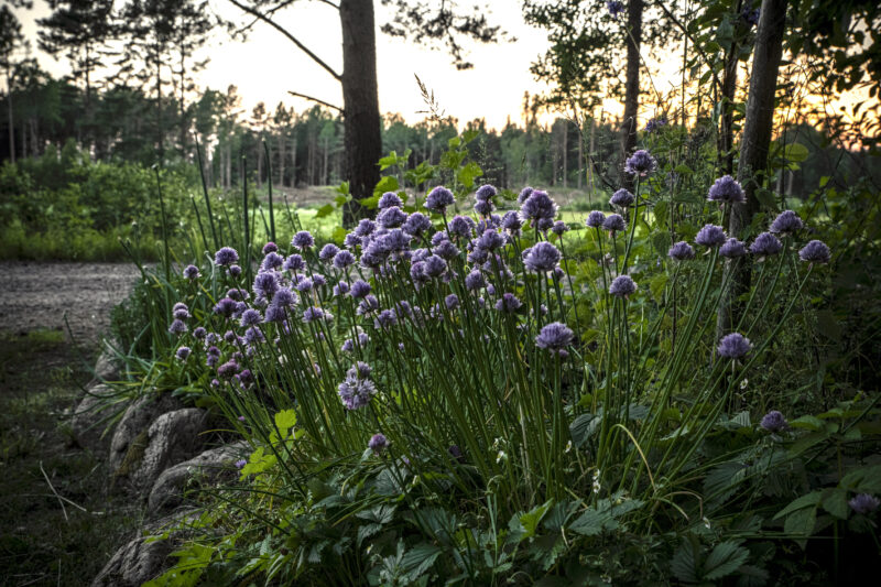 Fleråriga lökar