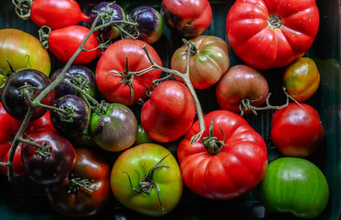 Vilka tomater ska man odla?