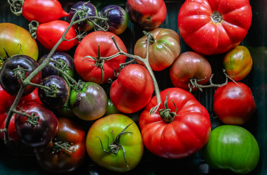 Vilka tomater ska man odla?